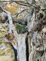 Vieux Chêne : Chêne, Le Pin, Parc, Deux Sèvres