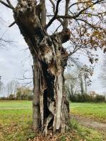 Vieux Chêne : Chêne, Le Pin, Parc, Deux Sèvres