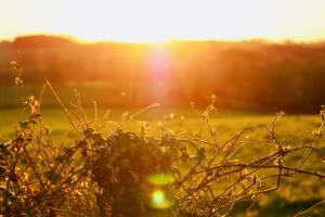 Coucher de Soleil : Coucher de Soleil, Vendée, Le Boupère, Campagne, Prairie