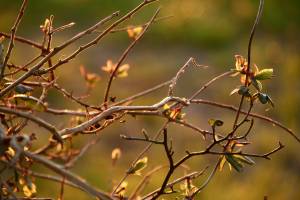 Branchages : Branchages, Talus, Buisson