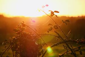 Ronces et Lierre : Coucher de soleil, Ronces, Lierre, Poteau, Campagne