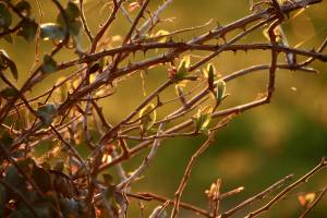 Branchages de Talus : Branchages, Talus, Ronces