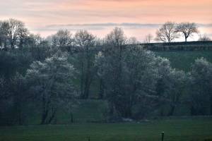 Coucher de soleil : Coucher de soleil, Campagne, arbres givrés