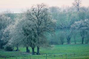 Arbres givrés : Campagne, prairie, arbres givrés