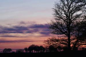 Coucher de soleil : Coucher de soleil, Campagne, Arbres