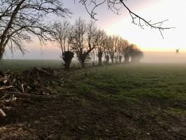 Coucher de soleil : Coucher de soleil, Campagne, Têtards, Arbres, bûches, champ d’herbe