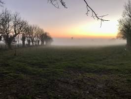 Coucher de soleil : Coucher de soleil, Campagne, Arbres, champ d’herbe