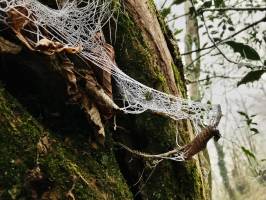 Toile d’araignée ? : Toile d’araignée, bois, tronc d’arbre