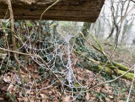 Toile d’araignée ? : Toile d’araignée, bois, tronc d’arbre