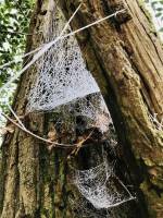 Toile d’araignée ? : Toile d’araignée, bois, tronc d’arbre