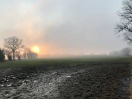 Coucher de soleil : Coucher de soleil, champ de vaches, boue, brouillard