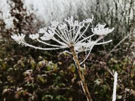 Plante sauvage givrée ? : Plante sauvage givrée, campagne, Vendée