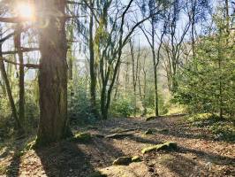 Le Parc de la Barbinière : Parc de la Barbinière, St-Laurent-sur-Sèvre, arbres, chemin de randonnée