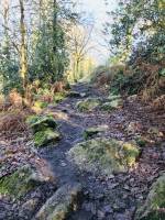 Le Parc de la Barbinière : Parc de la Barbinière, St-Laurent-sur-Sèvre, arbres, chemin de randonnée