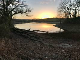 Lac de la Vouraie : Lac de la Vouraie, Saint-Hilaire-le-Vouhis, Arbre mort