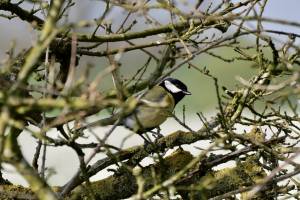 Mésange Charbonnière : Mésange Charbonnière, oiseau sauvage