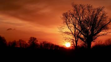 Coucher de soleil : Coucher de soleil, arbres