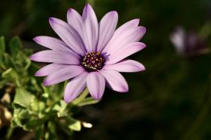 Osteospermum ou Dimorphoteca : Osteospermum, Dimorphoteca, fleurs mauves