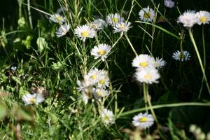 Pâquerettes : Pâquerettes, fleurs sauvages