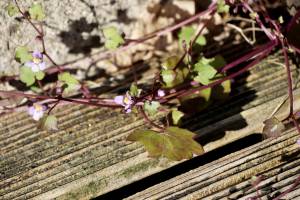 Cymbalaire des Murs : Cymbalaire des Murs, Cymbalaria muralis, lierre fleuri