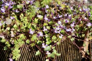 Cymbalaire des Murs : Cymbalaire des Murs, Cymbalaria muralis, lierre fleuri