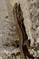 Lézard ? : Lézard