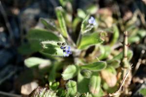 Petites fleurs sauvages : 