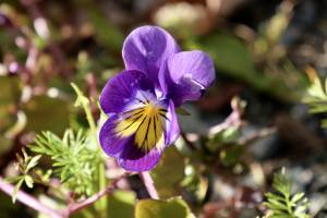 Pensée violette : Pensée violette, fleur