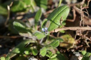 Petites fleurs sauvages : fleurs sauvages bleues