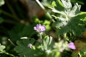 Géranium Molle : Géranium Molle, petites fleurs roses, plante sauvage