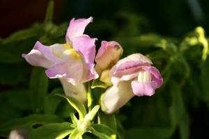 Gueules de Loup : Gueules de Loup, Muflier, fleurs