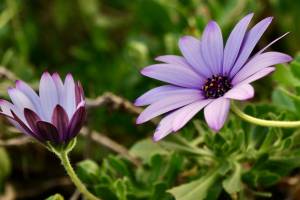 Osteospermum ou Dimorphoteca : Osteospermum, Dimorphoteca, fleurs mauves