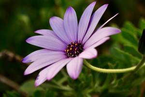 Osteospermum ou Dimorphoteca : Osteospermum, Dimorphoteca, fleurs mauves