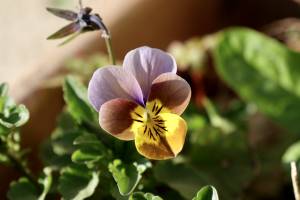 Petite Pensée : Fleur, Pensée