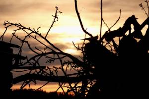 Coucher de soleil : Coucher de soleil, branches, bois