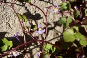 Cymbalaire des Murs : Cymbalaire des Murs, Cymbalaria muralis, lierre fleuri