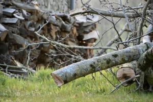 Tas de Bois ? : Tas de Bois, bûches