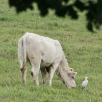 Vache et Garde-Boeuf : Charolaise, Héron Garde-bœufs