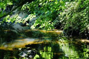 Sèvre Nantaise : Sèvre Nantaise, reflets