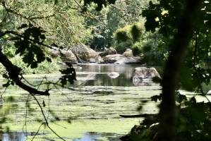 La Sèvre Nantaise : La Sèvre Nantaise, pierres, branches, paillettes vertes