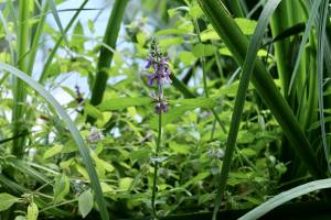 Orchidée sauvage : Orchidée sauvage, fleur sauvage