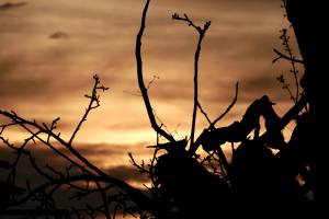 Coucher de soleil : Coucher de soleil, Campagne, branchages