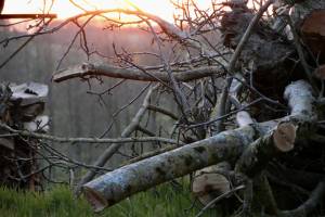Tas de Bois ? : Tas de Bois, branches, coucher de soleil