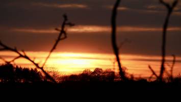 Coucher de soleil : Coucher de soleil, Campagne, branchages