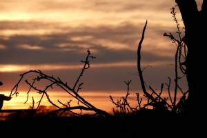 Coucher de soleil : Coucher de soleil, Campagne, branchages