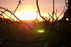 Coucher de soleil : Coucher de soleil, Campagne, branchages