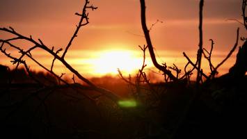 Coucher de soleil : Coucher de soleil, Campagne, branchages