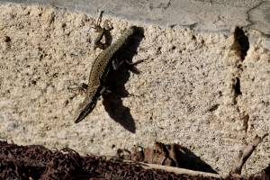 Lézard ? : Lézard, terrasse