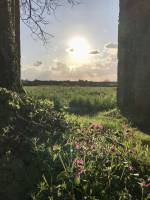 Le Château de Kerjean : Château de Kerjean, Fleurs sauvages, Muraille