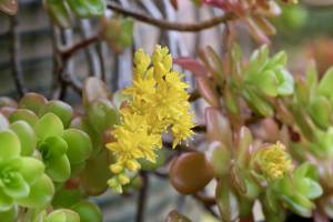 Plantes grasses : Plantes grasses